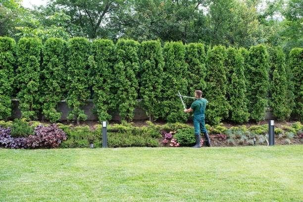 Lawn Maintenance Plans in Montebello, CA